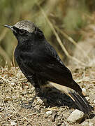 Abyssinian Wheatear