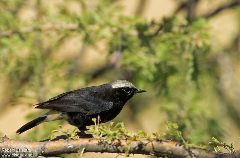 Traquet de Schalowadulte, identification