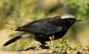 Abyssinian Wheatear