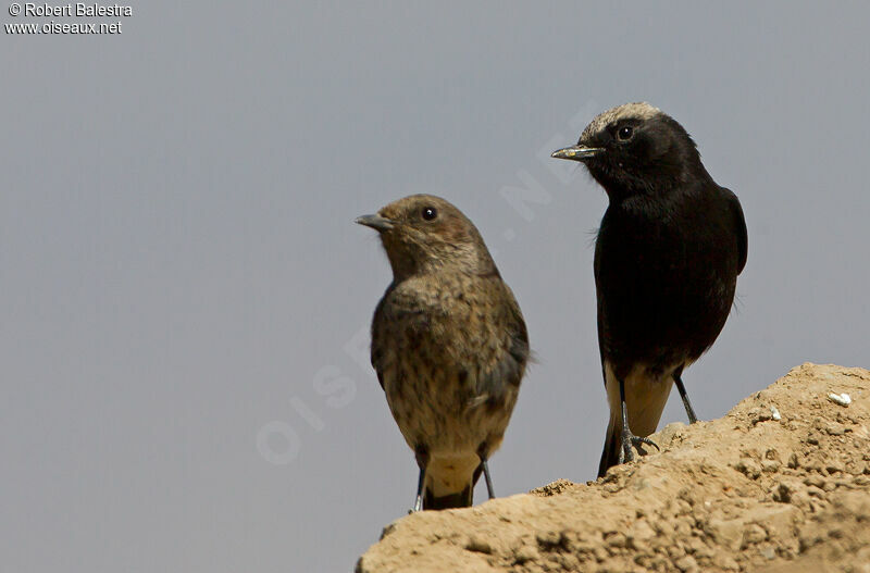 Abyssinian Wheatear 