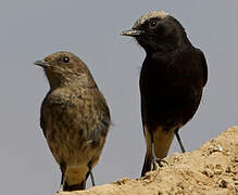 Abyssinian Wheatear