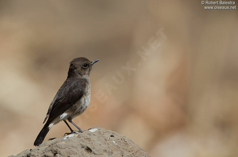 Abyssinian Wheatear female