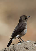 Abyssinian Wheatear