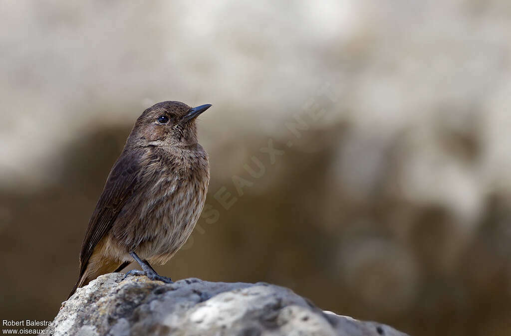 Traquet de Schalow femelle, identification