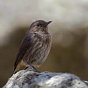 Abyssinian Wheatear