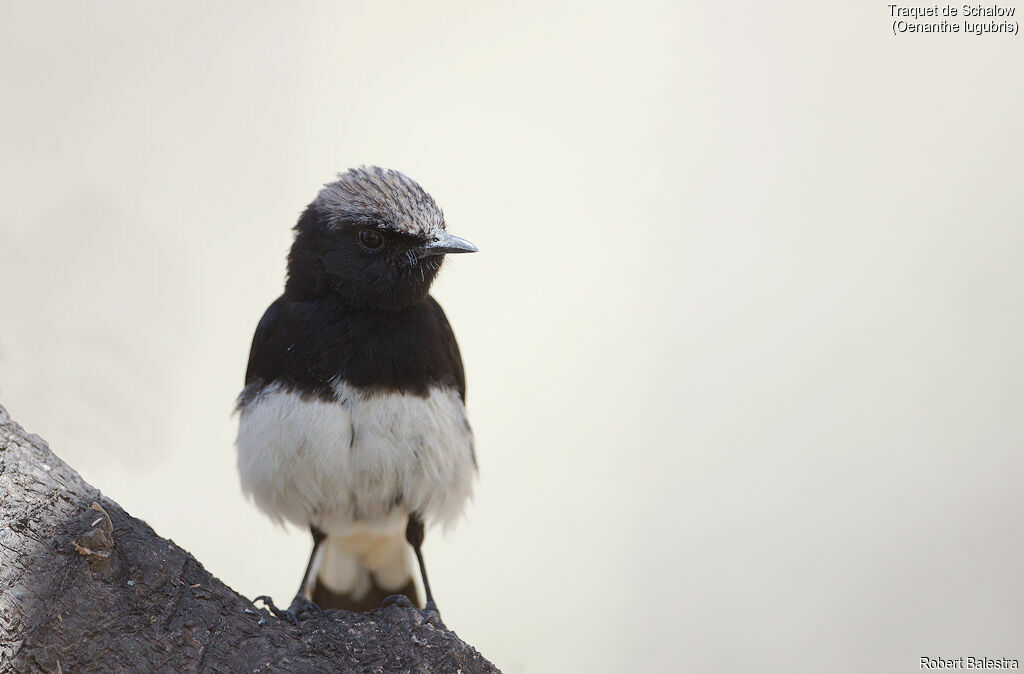 Abyssinian Wheatear male