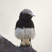 Abyssinian Wheatear