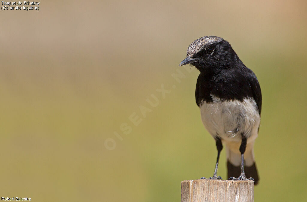 Abyssinian Wheatear male