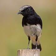 Abyssinian Wheatear