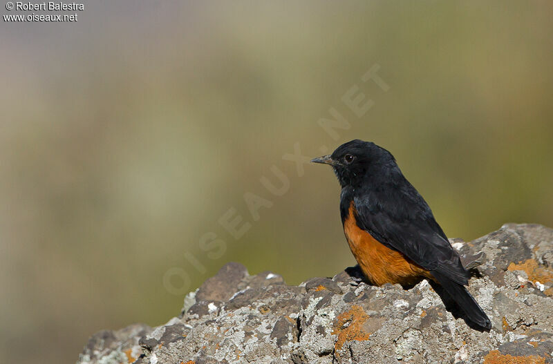 White-winged Cliff Chat male