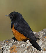 White-winged Cliff Chat