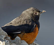 White-winged Cliff Chat