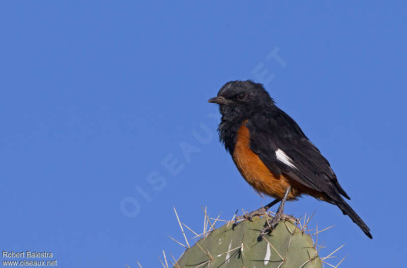 White-winged Cliff Chat male adult, identification