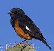 White-winged Cliff Chat