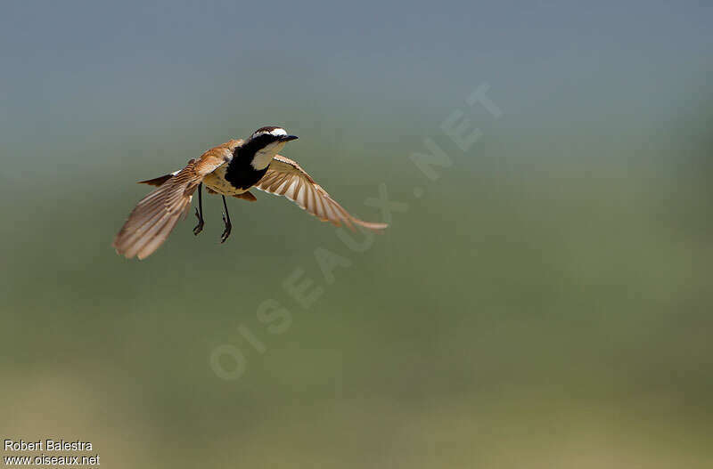 Capped Wheatear male adult, courting display