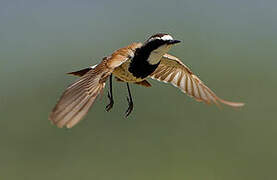 Capped Wheatear