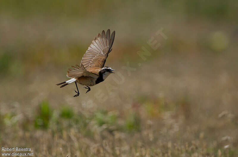 Capped Wheatear male adult, pigmentation, Flight