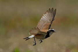 Capped Wheatear