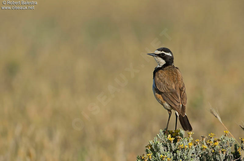 Capped Wheatear male adult