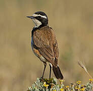 Capped Wheatear