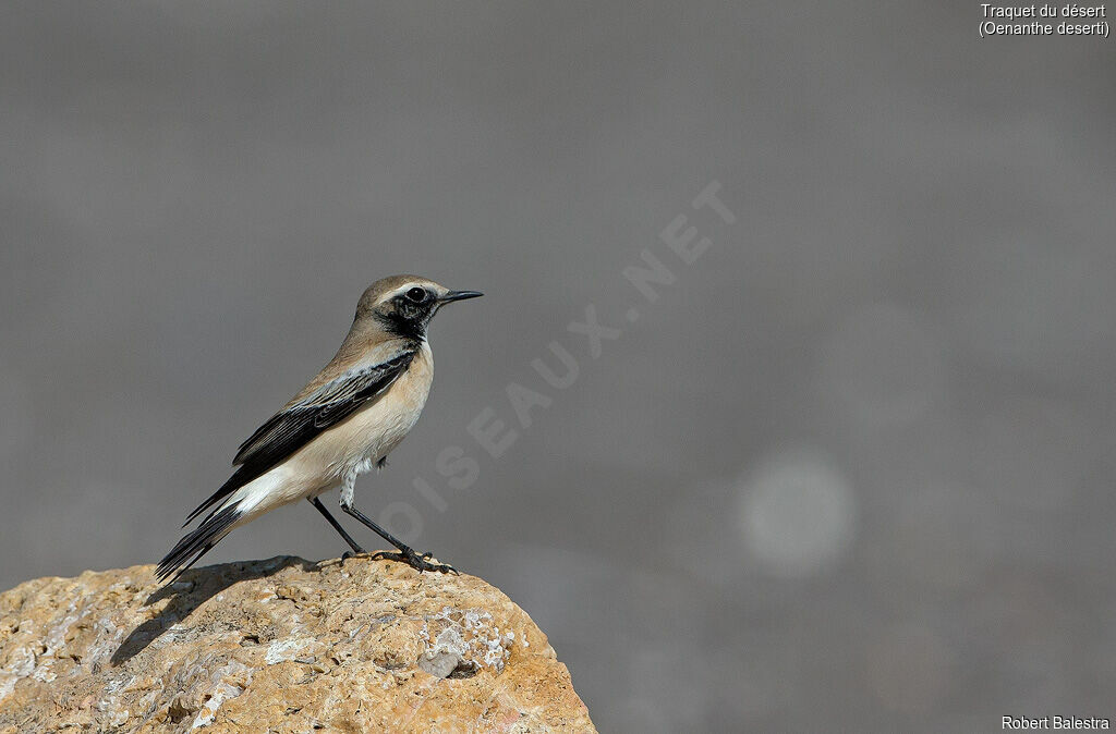 Desert Wheatear