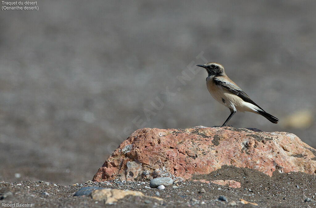 Desert Wheatear