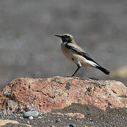 Desert Wheatear