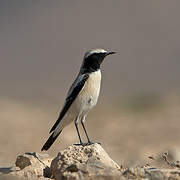 Desert Wheatear