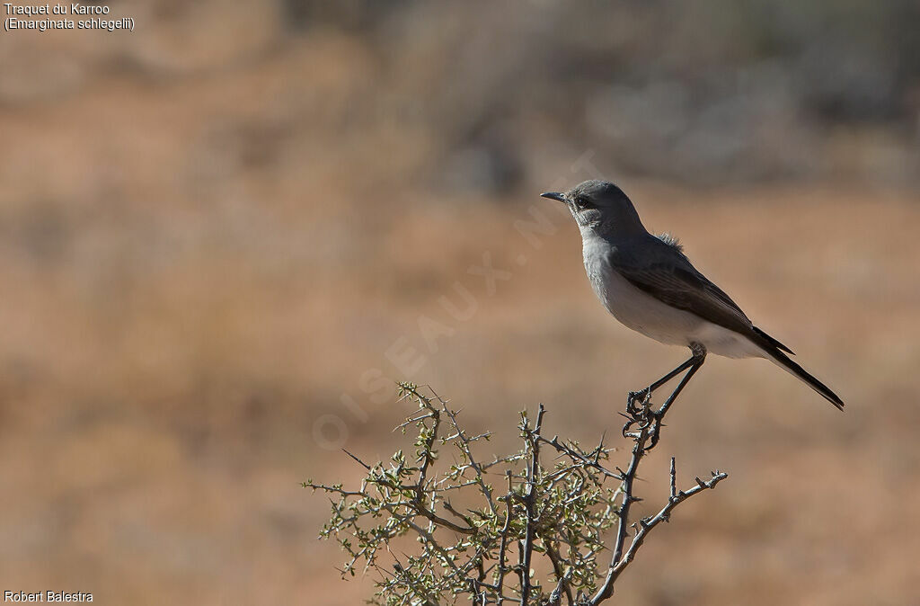 Karoo Chat