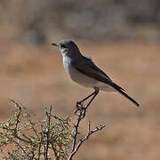 Karoo Chat