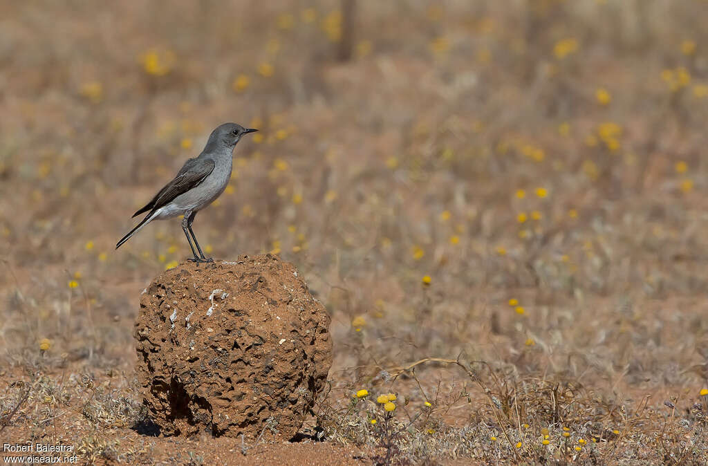 Karoo Chatadult, Behaviour