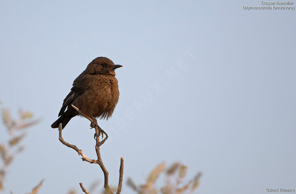 Ant-eating Chat