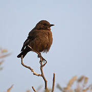 Ant-eating Chat