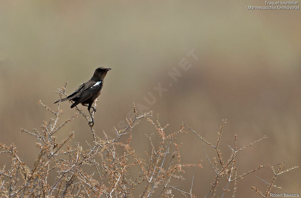 Ant-eating Chat