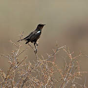 Ant-eating Chat