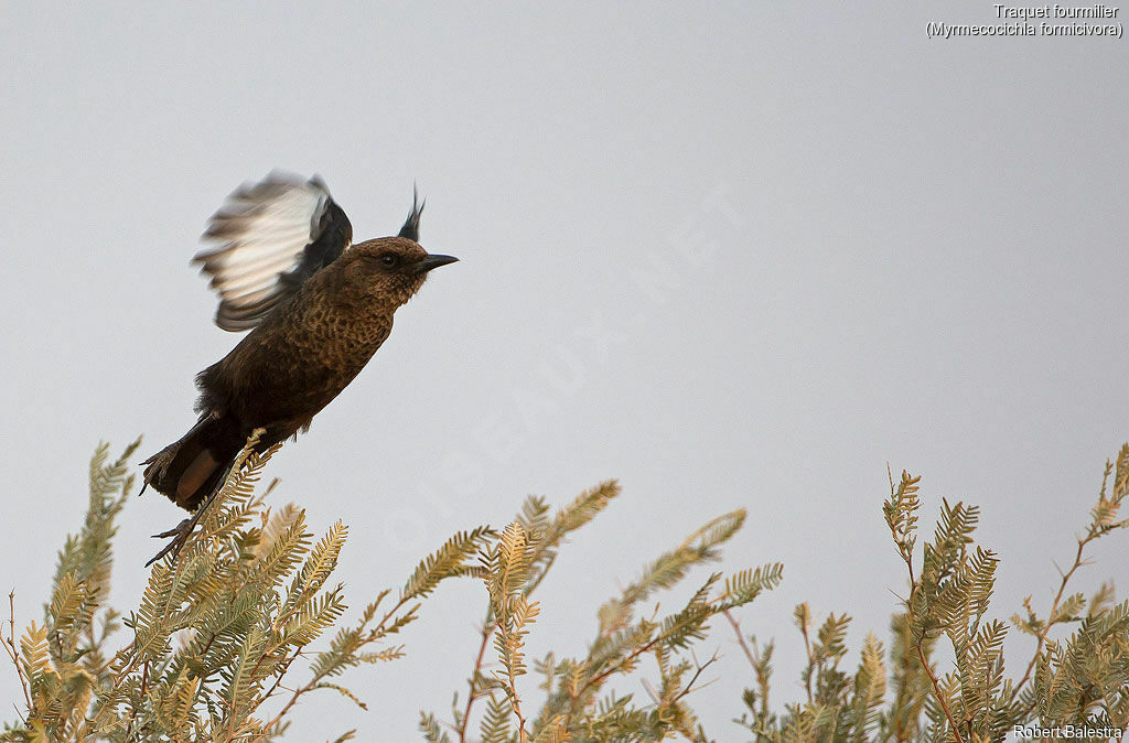 Ant-eating Chat