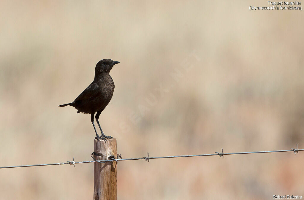 Ant-eating Chat