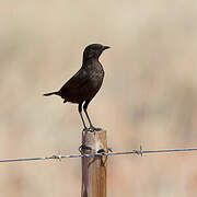 Ant-eating Chat