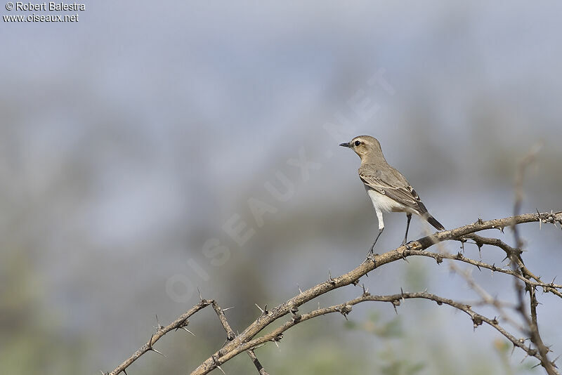 Isabelline Wheatear