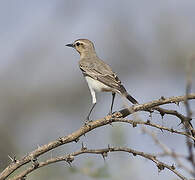 Isabelline Wheatear