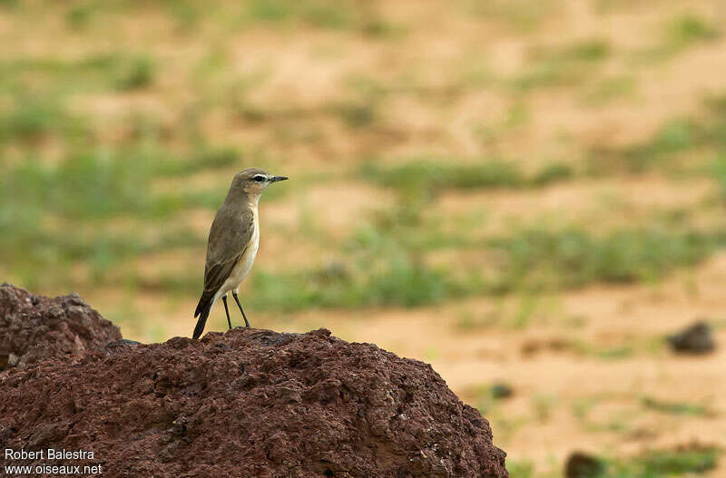 Isabelline Wheatearadult post breeding, habitat, Behaviour