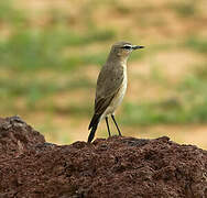 Isabelline Wheatear