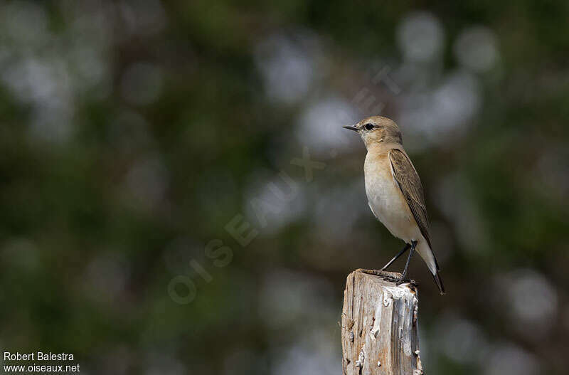 Isabelline Wheatearadult post breeding, Behaviour