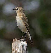 Isabelline Wheatear