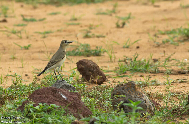 Isabelline Wheatearadult post breeding, habitat, pigmentation, Behaviour