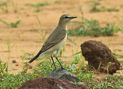 Isabelline Wheatear