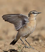 Isabelline Wheatear