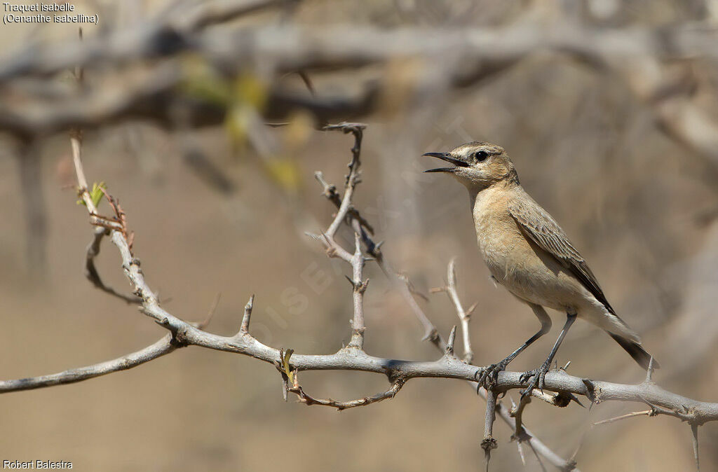 Isabelline Wheatear