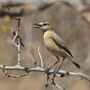 Isabelline Wheatear