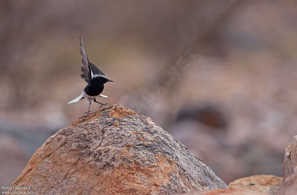 Mountain Wheatear male adult, pigmentation, Behaviour